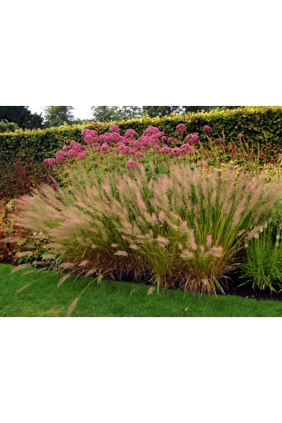 Війник коротковолосистий Koeleria macrantha у рокарії 